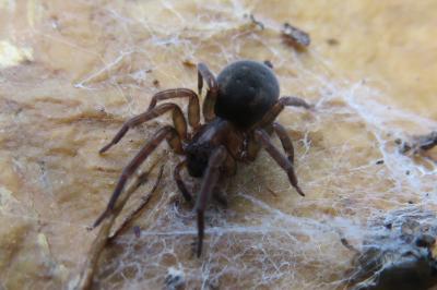 <i>Amaurobius</i>