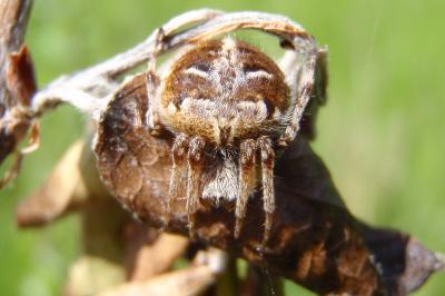 <i>Agalenatea redii</i>