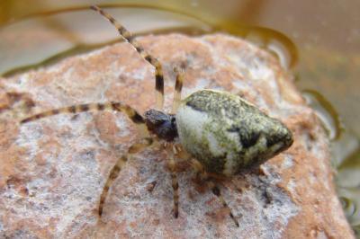 <i>Cyclosa conica</i>