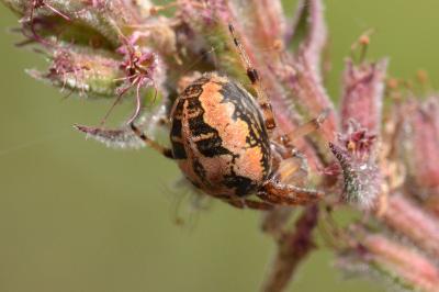 <i>Larinioides</i>
