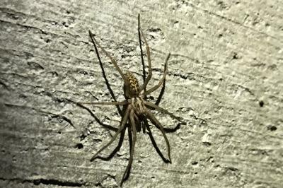<i>Eratigena</i>