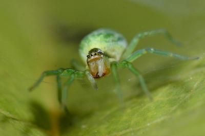 <i>Nigma walckenaeri</i>