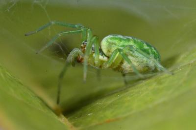 <i>Nigma walckenaeri</i>