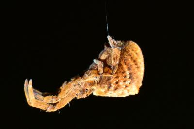 <i>Hyptiotes</i>