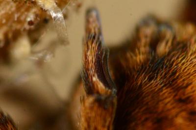 <i>Hyptiotes</i>