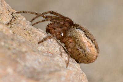 <i>Zygiella x-notata</i>