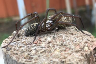 <i>Eratigena</i>