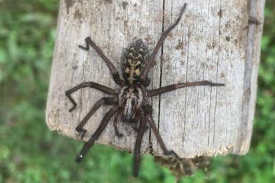<i>Eratigena</i>