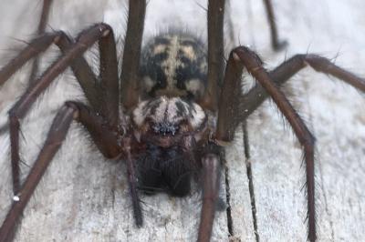 <i>Eratigena</i>