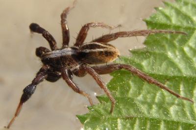 Lycosidae