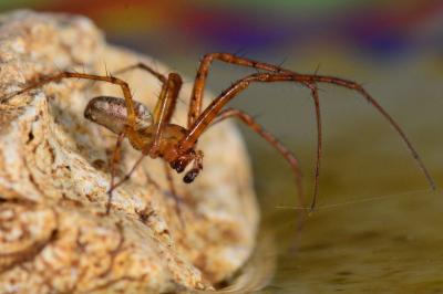 <i>Metellina segmentata</i>