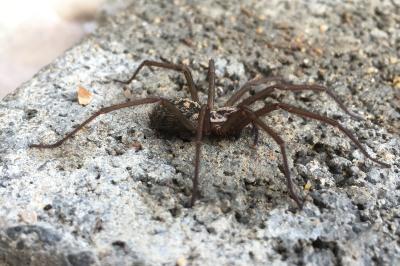 <i>Eratigena</i>