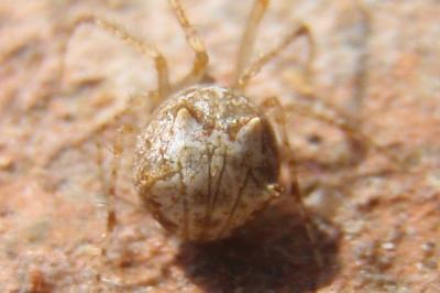 <i>Ero tuberculata</i>