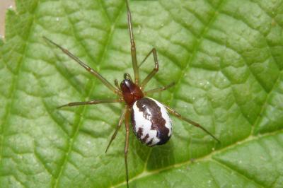 <i>Frontinellina frutetorum</i>