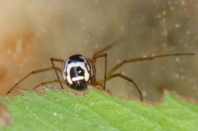 <i>Frontinellina frutetorum</i>