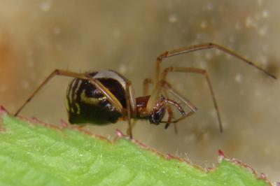 <i>Frontinellina frutetorum</i>