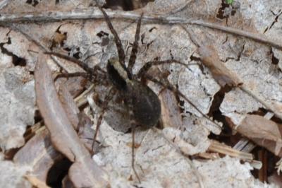<i>Pardosa</i>
