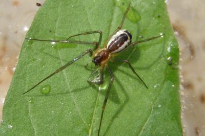 <i>Neriene radiata</i>