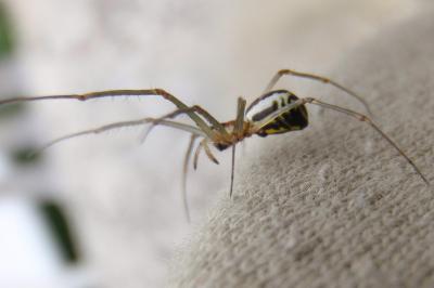 <i>Neriene radiata</i>