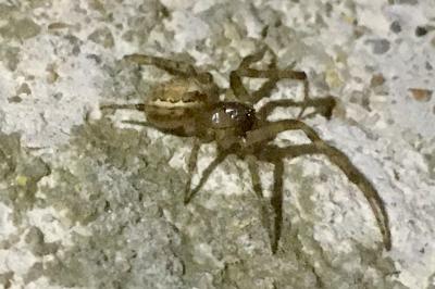 <i>Zygiella x-notata</i>