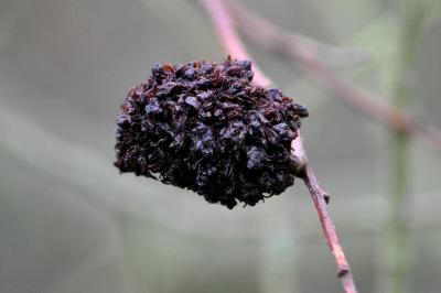 <i>Stenacis triradiata</i>