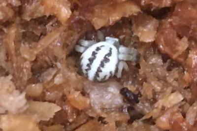 <i>Misumena vatia</i>