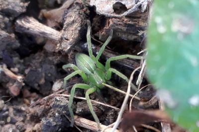 <i>Micrommata ligurina</i>