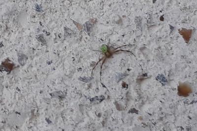 <i>Ebrechtella tricuspidata</i>
