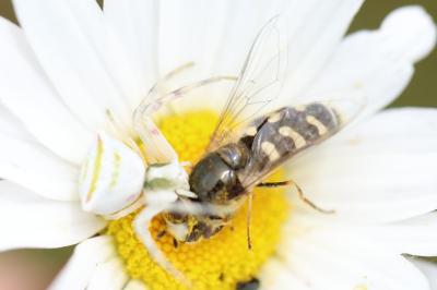 <i>Thomisus onustus</i>