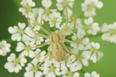 <i>Philodromus</i>