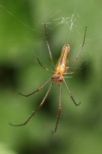 <i>Tetragnatha</i>