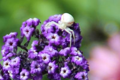 <i>Misumena vatia</i>