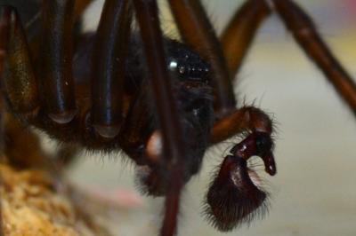 <i>Amaurobius ferox</i>