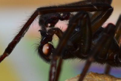 <i>Amaurobius ferox</i>