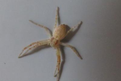 <i>Philodromus</i>