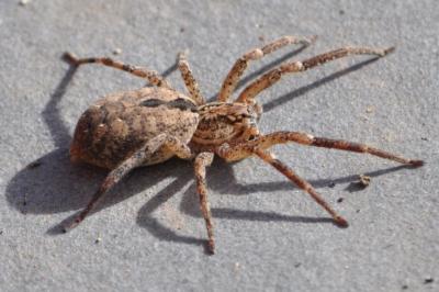 <i>Zoropsis spinimana</i>