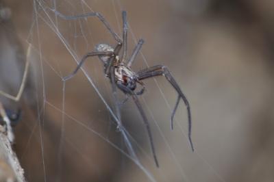 <i>Eratigena</i>