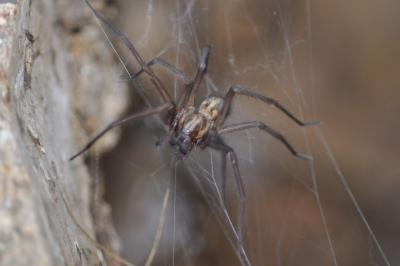<i>Eratigena</i>
