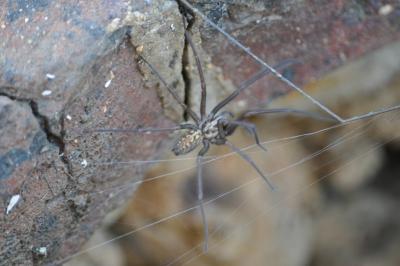 <i>Eratigena</i>