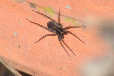 <i>Pardosa</i>