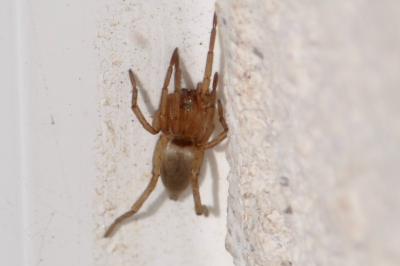<i>Drassodes</i>