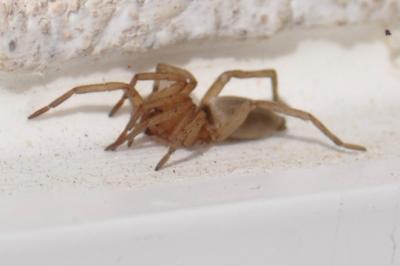<i>Drassodes</i>