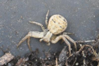 <i>Xysticus</i>