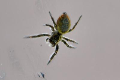 <i>Carrhotus xanthogramma</i>