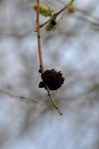 <i>Stenacis triradiata</i>