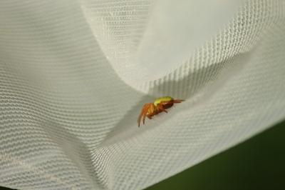 <i>Araniella</i>