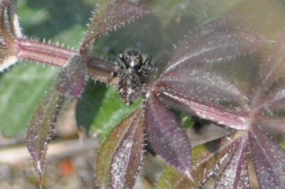 <i>Pseudeuophrys erratica</i>