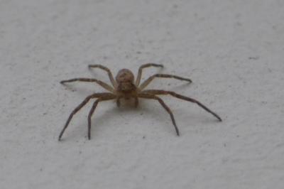 <i>Philodromus</i>