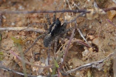 <i>Pardosa</i>