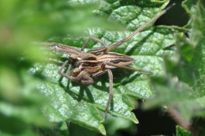 <i>Pisaura mirabilis</i>